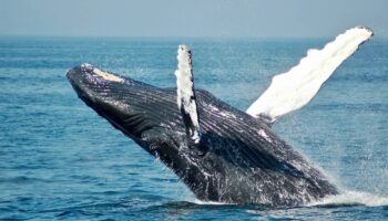 Cómo la profundidad moldea el canto de las ballenas