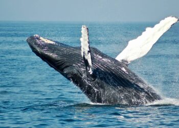 Cómo la profundidad moldea el canto de las ballenas