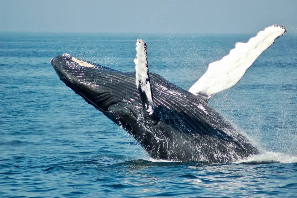 Cómo la profundidad moldea el canto de las ballenas