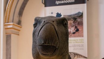 Describen la infección bacteriana que sufrió un dinosaurio de Morella hace 125 millones de años