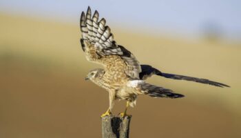 El aguilucho cenizo podría perder más de la mitad de su población en España en las próximas dos décadas