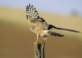 El aguilucho cenizo podría perder más de la mitad de su población en España en las próximas dos décadas