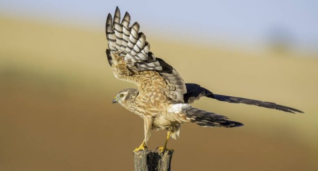 El aguilucho cenizo podría perder más de la mitad de su población en España en las próximas dos décadas