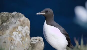 El calor extremo lleva al límite a la fauna silvestre
