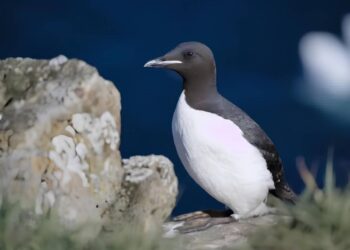 El calor extremo lleva al límite a la fauna silvestre