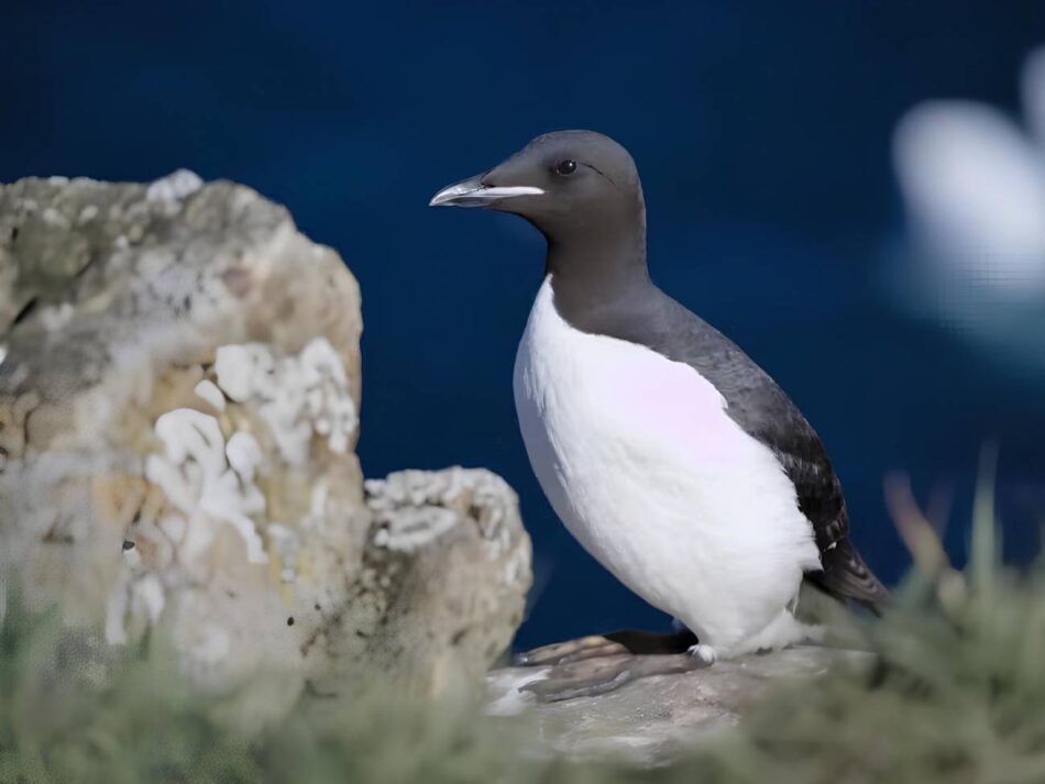 El calor extremo lleva al límite a la fauna silvestre