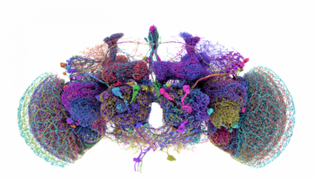 El conectoma avanza, pero el cerebro sigue siendo un sistema inabarcable