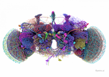 El conectoma avanza, pero el cerebro sigue siendo un sistema inabarcable