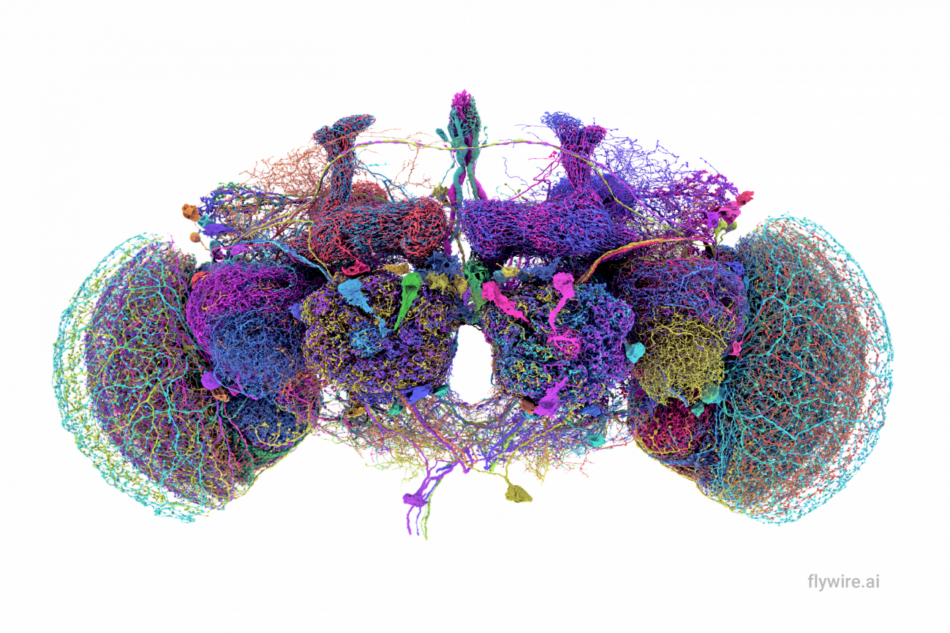El conectoma avanza, pero el cerebro sigue siendo un sistema inabarcable