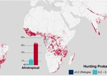 Elaboran los primeros mapas globales que muestran cómo se expande la caza y los efectos que provoca