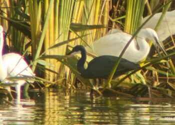 Las lagunas de Bonanza siguen abandonadas pese a su valor para la biodiversidad y a la llegada de aves africanas