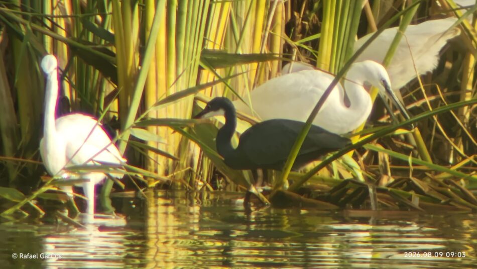 Las lagunas de Bonanza siguen abandonadas pese a su valor para la biodiversidad y a la llegada de aves africanas