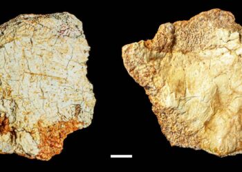 Hallan en el yacimiento de Ruidera un fósil craneal del género ‘Homo’ de 200 000 años