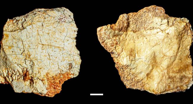 Hallan en el yacimiento de Ruidera un fósil craneal del género ‘Homo’ de 200 000 años