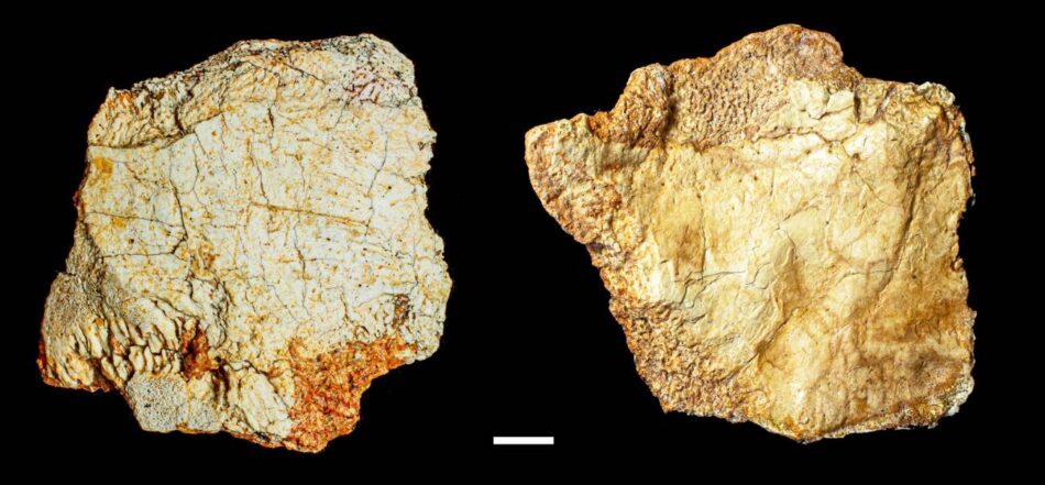 Hallan en el yacimiento de Ruidera un fósil craneal del género ‘Homo’ de 200 000 años