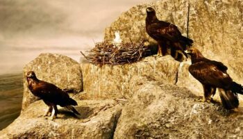 Alianza Verde exige a la Comisión Europea que no debilite las Directivas de Aves y Hábitats y advierte sobre los retrocesos en materia ambiental debido a la ola reaccionaria y negacionista global