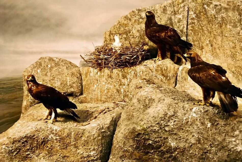 Alianza Verde exige a la Comisión Europea que no debilite las Directivas de Aves y Hábitats y advierte sobre los retrocesos en materia ambiental debido a la ola reaccionaria y negacionista global