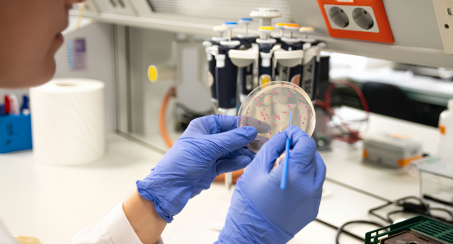 La evolución bacteriana no siempre sigue el camino más ventajoso, sino el más fácil