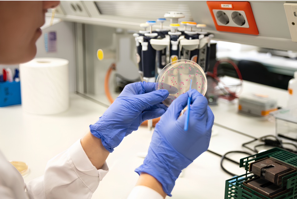La evolución bacteriana no siempre sigue el camino más ventajoso, sino el más fácil