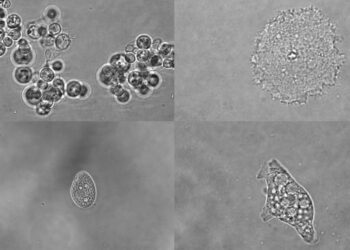 La vida conserva un lenguaje común para activar los genes, pero no para silenciarlos