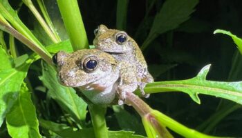 Las ranas arborícolas hembras tardan más en elegir pareja cuando oyen demasiados cantos