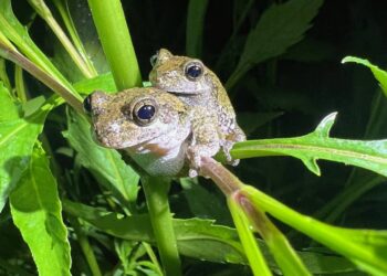 Las ranas arborícolas hembras tardan más en elegir pareja cuando oyen demasiados cantos