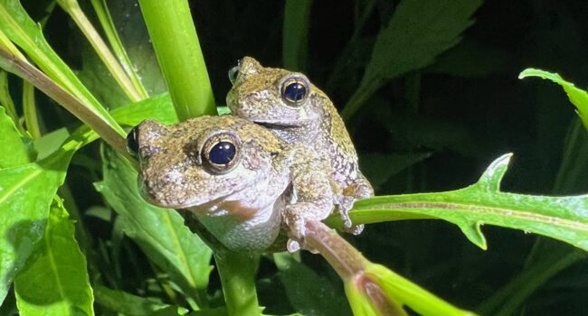 Las ranas arborícolas hembras tardan más en elegir pareja cuando oyen demasiados cantos