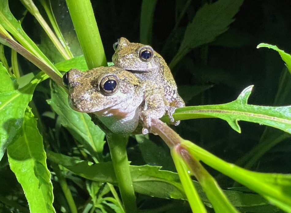 Las ranas arborícolas hembras tardan más en elegir pareja cuando oyen demasiados cantos