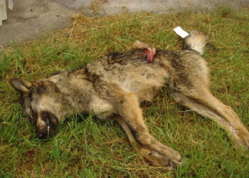 «Es inaceptable el Principado de Asturias quiera matar más lobos todavía»