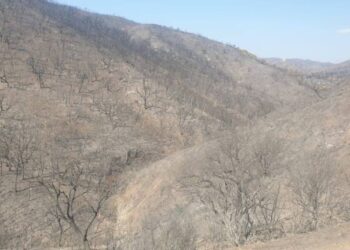 «El mayor incendio en Andalucía necesita actuaciones de reparación a la altura del desastre ocasionado»