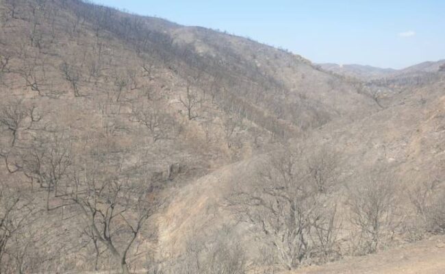 «El mayor incendio en Andalucía necesita actuaciones de reparación a la altura del desastre ocasionado»