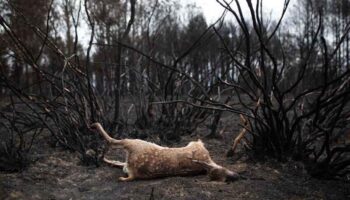 Exigen al gobierno de Castilla y León que aclare si está permitiendo cazar en terrenos afectados por los incendios