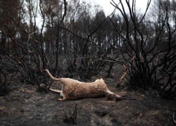 Exigen al gobierno de Castilla y León que aclare si está permitiendo cazar en terrenos afectados por los incendios