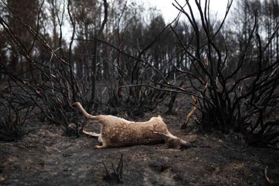 Exigen al gobierno de Castilla y León que aclare si está permitiendo cazar en terrenos afectados por los incendios