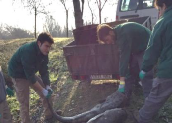 S.O.S. en los ríos de Madrid: las especies invasoras ya suponen la mayoría de la fauna piscícola