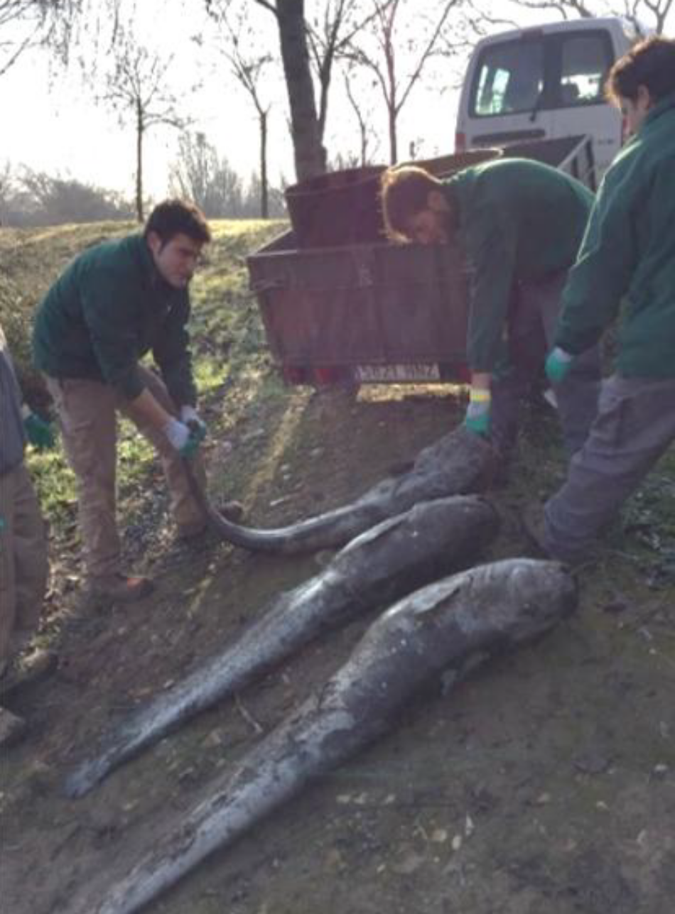S.O.S. en los ríos de Madrid: las especies invasoras ya suponen la mayoría de la fauna piscícola