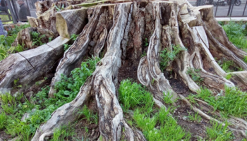La Asociación ‘Ficus de San Jacinto’ exige la conservación del tocón histórico y que el atrio de la iglesia vuelva a ser una isla verde para Triana
