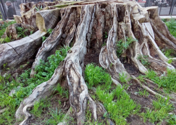 La Asociación ‘Ficus de San Jacinto’ exige la conservación del tocón histórico y que el atrio de la iglesia vuelva a ser una isla verde para Triana