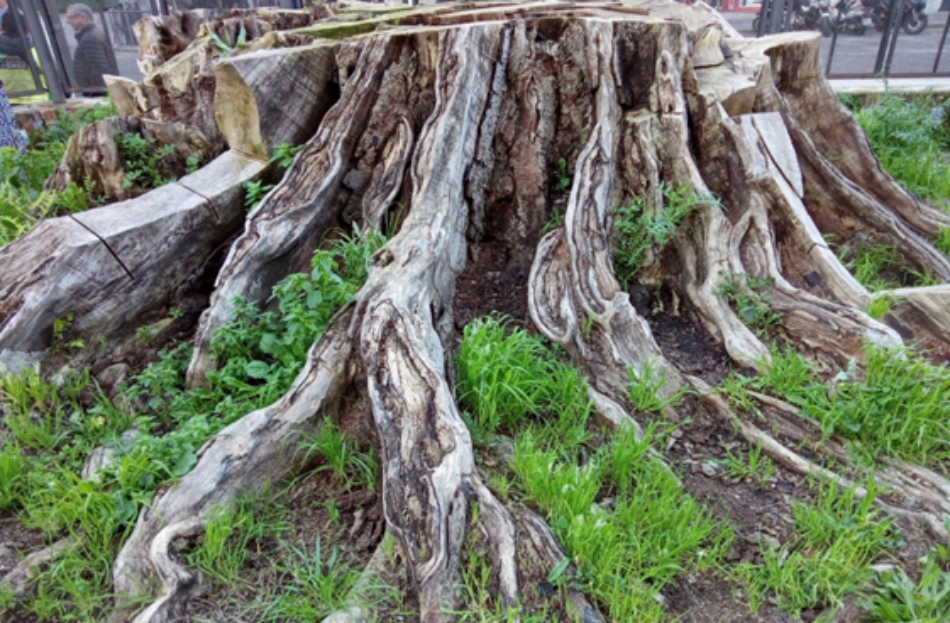 La Asociación ‘Ficus de San Jacinto’ exige la conservación del tocón histórico y que el atrio de la iglesia vuelva a ser una isla verde para Triana