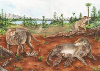 Un fósil de hace 236 millones de años adelanta el posible origen del nacimiento de crías vivas en los mamíferos