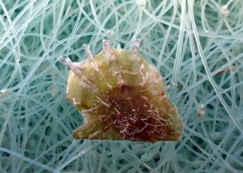 Una ostra invasora de origen tropical se expande por el Mediterráneo occidental
