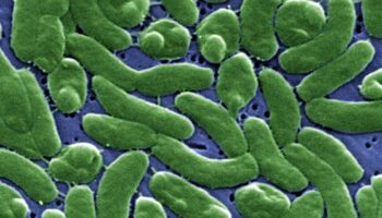 ‘Vibrio vulnificus’, la bacteria mal llamada ‘carnívora’, supone un riesgo muy bajo para la población general