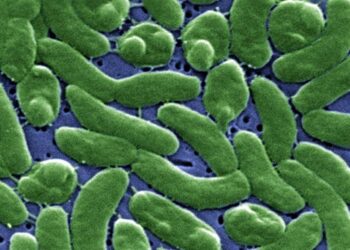 ‘Vibrio vulnificus’, la bacteria mal llamada ‘carnívora’, supone un riesgo muy bajo para la población general