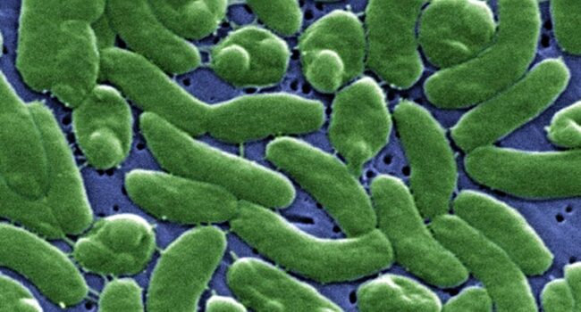 ‘Vibrio vulnificus’, la bacteria mal llamada ‘carnívora’, supone un riesgo muy bajo para la población general