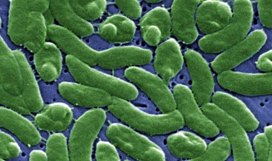 ‘Vibrio vulnificus’, la bacteria mal llamada ‘carnívora’, supone un riesgo muy bajo para la población general