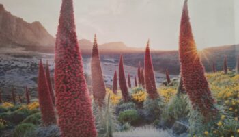 Verdes Canarias llama a cuidar el parque nacional del Teide del colapso ambiental ante la afluencia masiva que se prevé por el eclipse del 12 de Agosto