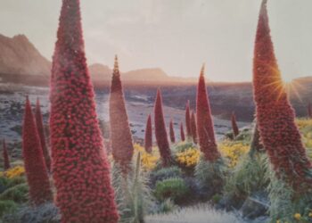 Verdes Canarias llama a cuidar el parque nacional del Teide del colapso ambiental ante la afluencia masiva que se prevé por el eclipse del 12 de Agosto