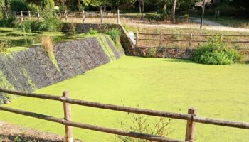 Denuncian la contaminación del río Pontiñas en Lalín (Pontevedra) y señalan la ganadería intensiva como una posible causa de la eutrofización de los cuerpos de agua en la región de Deza y zonas vecinas