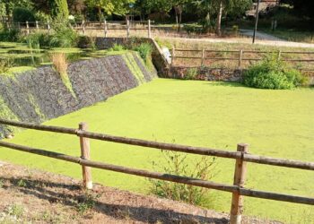 Denuncian la contaminación del río Pontiñas en Lalín (Pontevedra) y señalan la ganadería intensiva como una posible causa de la eutrofización de los cuerpos de agua en la región de Deza y zonas vecinas