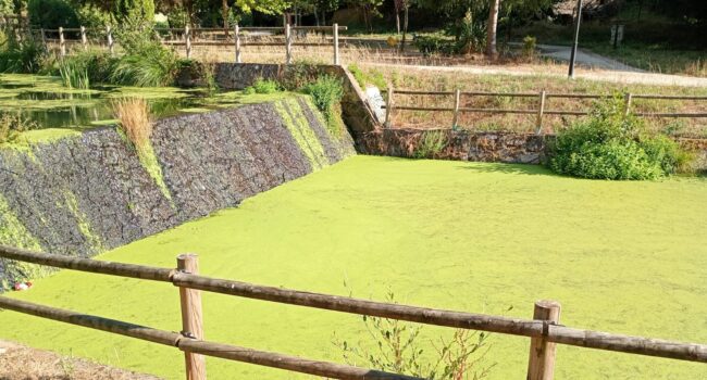 Denuncian la contaminación del río Pontiñas en Lalín (Pontevedra) y señalan la ganadería intensiva como una posible causa de la eutrofización de los cuerpos de agua en la región de Deza y zonas vecinas